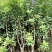 杨梅树