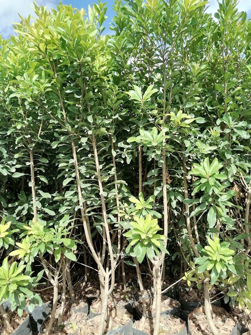 杨梅树