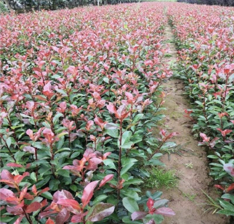 红叶石楠培育基地