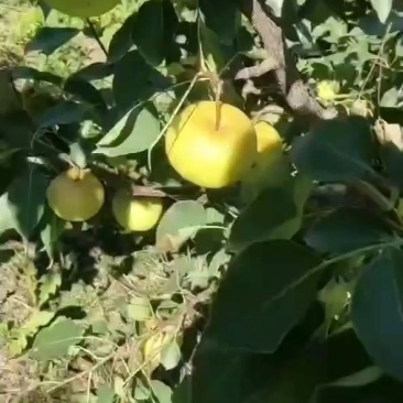花盖梨