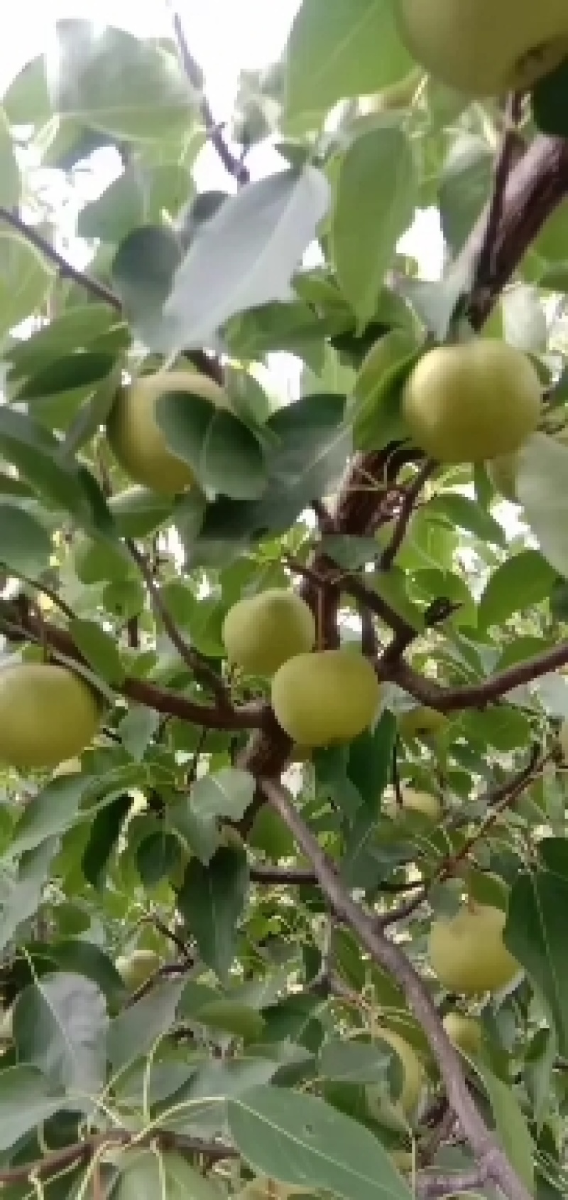 花盖梨
