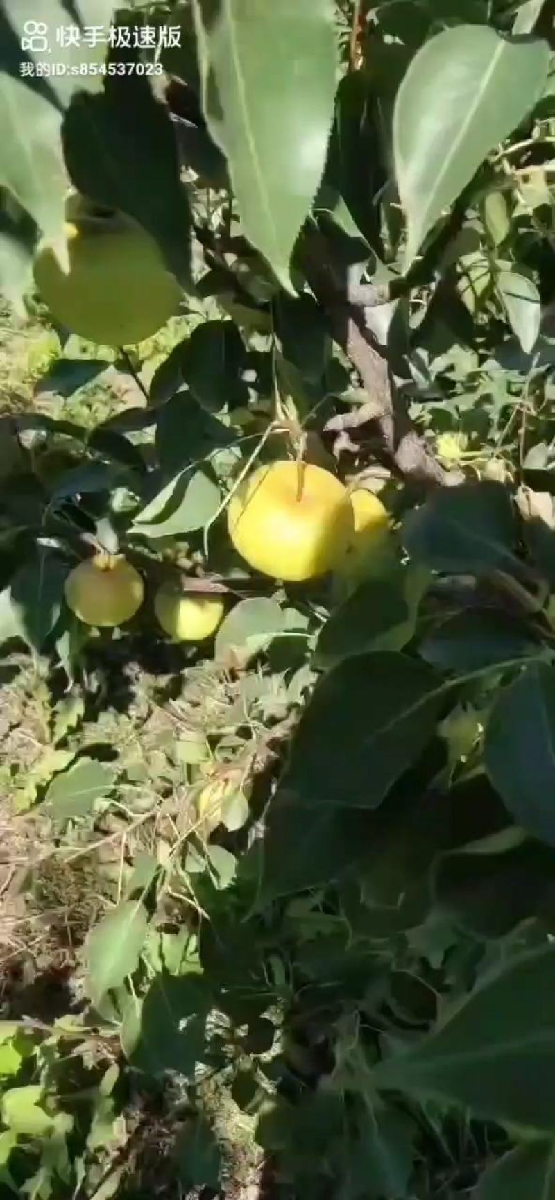 花盖梨