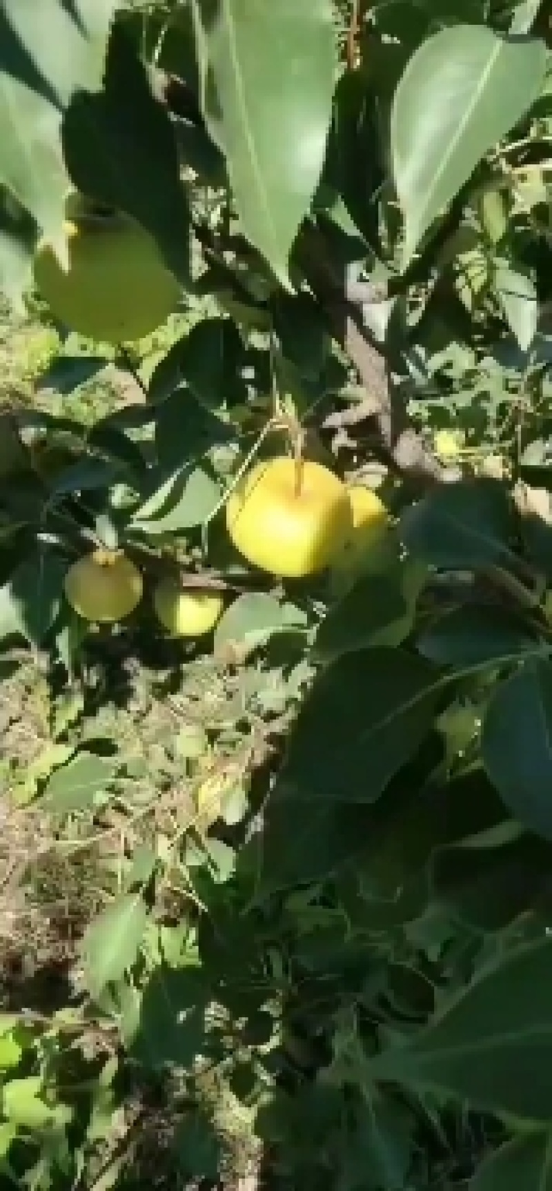 花盖梨