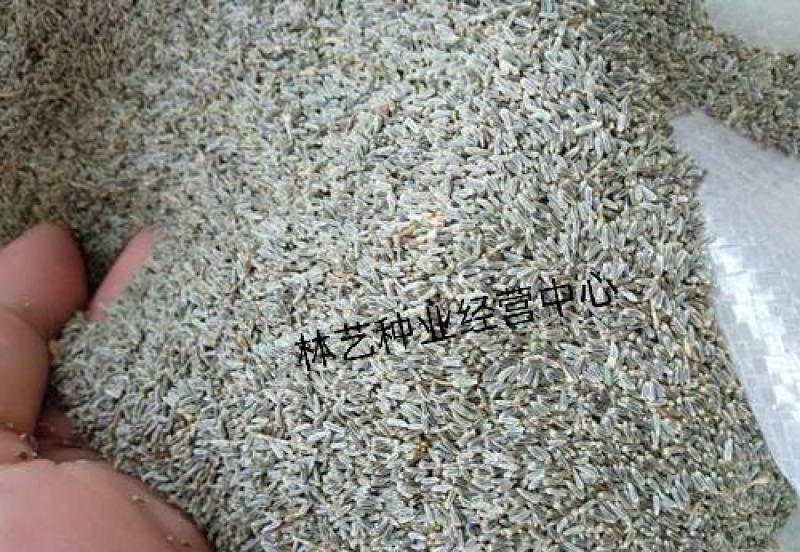 大滨菊种子多年生宿根花卉花草种子景观绿化耐寒庭院易播种