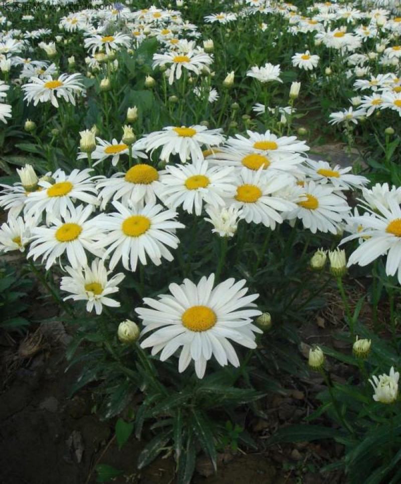 大滨菊种子多年生宿根花卉花草种子景观绿化耐寒庭院易播种