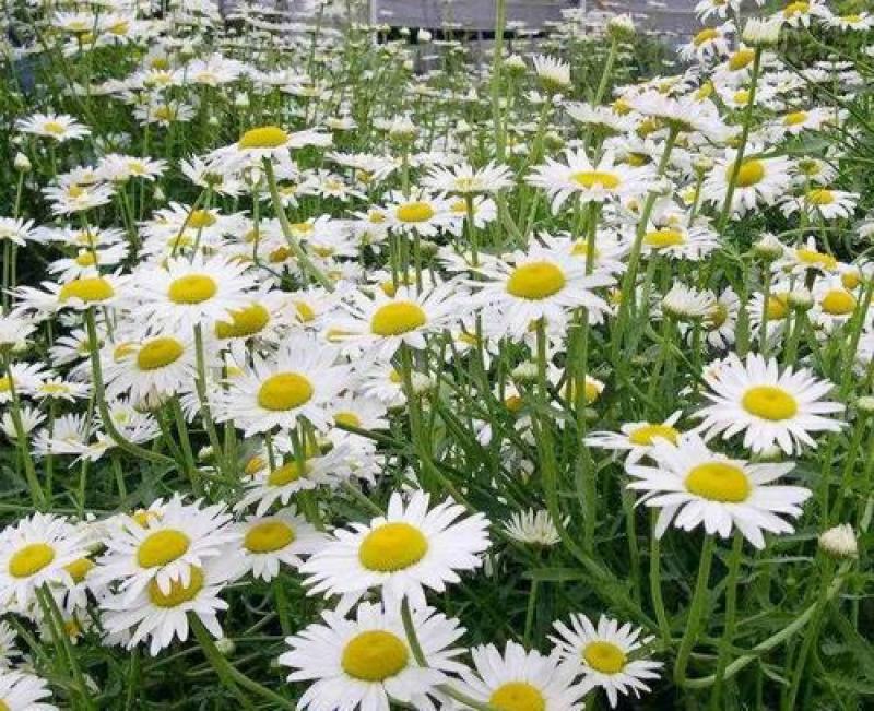 大滨菊种子多年生宿根花卉花草种子景观绿化耐寒庭院易播种