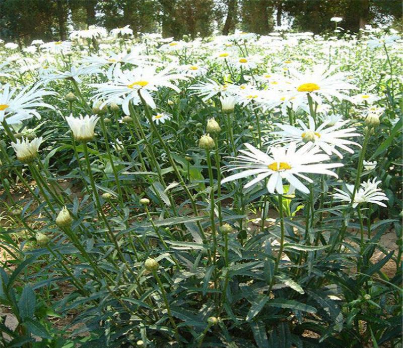 大滨菊种子多年生宿根花卉花草种子景观绿化耐寒庭院易播种