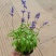 140鼠尾草办公室家居盆栽绿植实物实拍图发货标准参考如图