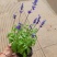 140鼠尾草办公室家居盆栽绿植实物实拍图发货标准参考如图