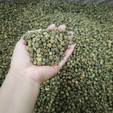 小胎菊米散装胎菊米菊花茶花果茶花草茶小胎米厂家直销