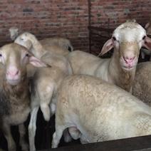 改良肉用绵羊出售，育肥绵羊屠宰专用。品质优良