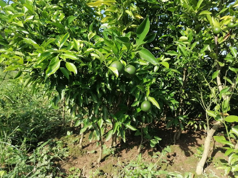 春见苗耙耙柑苗公分苗土球苗地径1.5公分起春见苗挂果苗