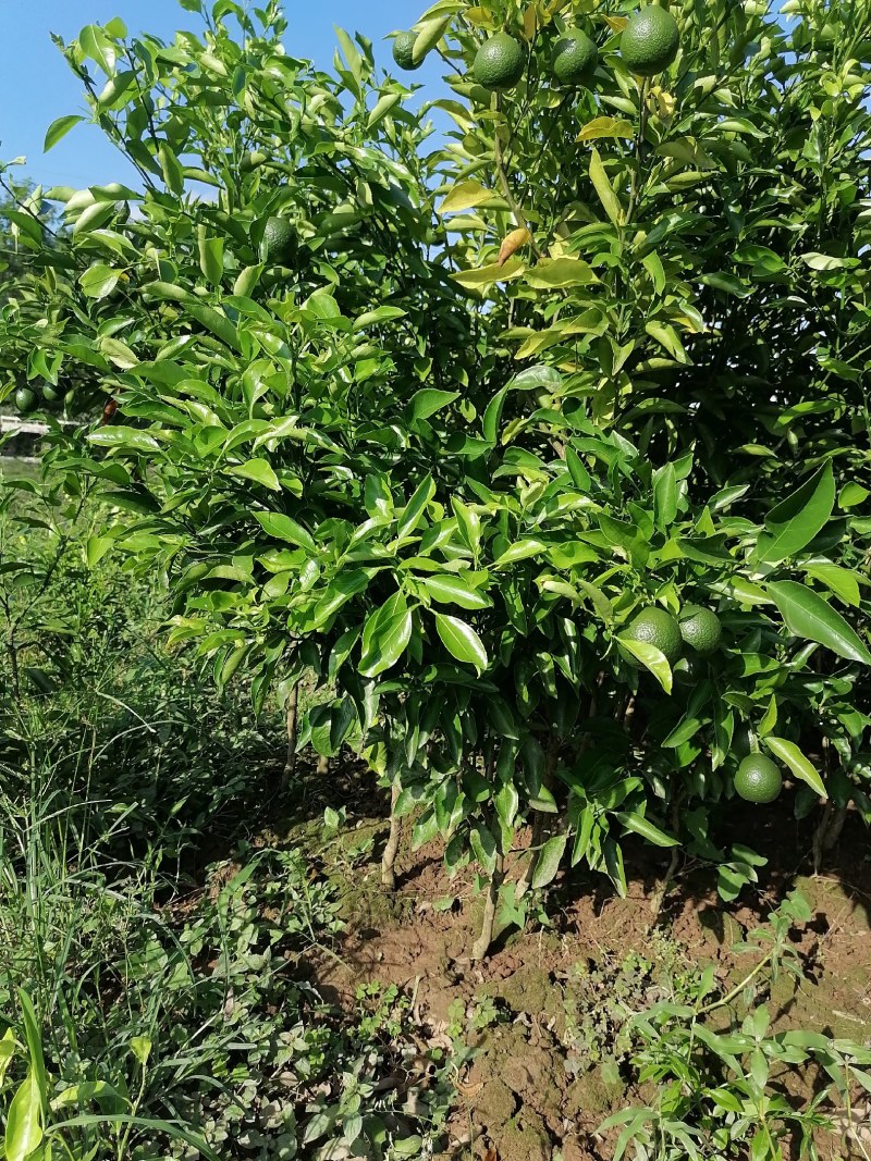 春见苗耙耙柑苗公分苗土球苗地径1.5公分起春见苗挂果苗