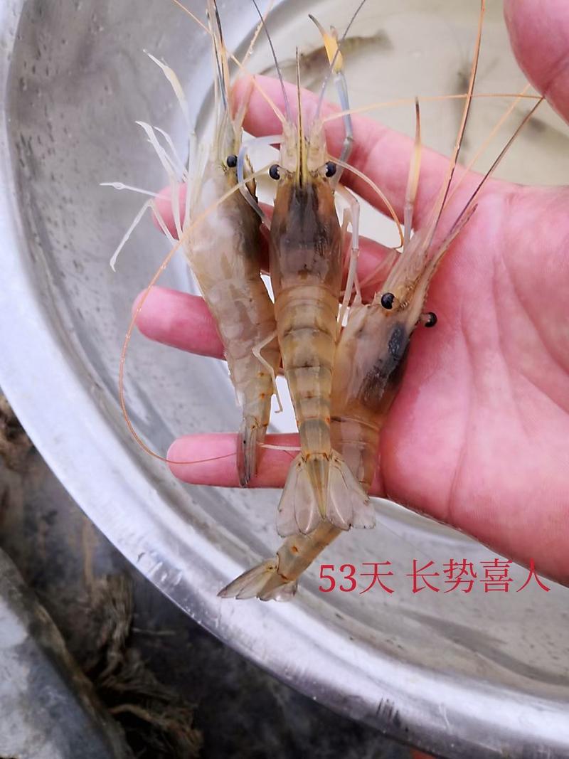 虾苗台湾罗氏沼虾苗纯淡水虾泰国大虾
