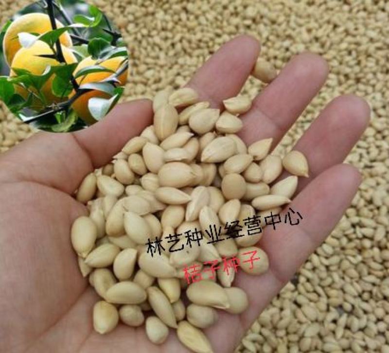 新采优质桔子种子橘子种子柑橘种子红橘种子果树种子