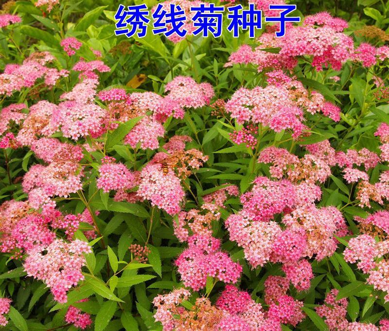 绣线菊种子优质林木种子又名珍珠梅种子马尿骚花种子景观花