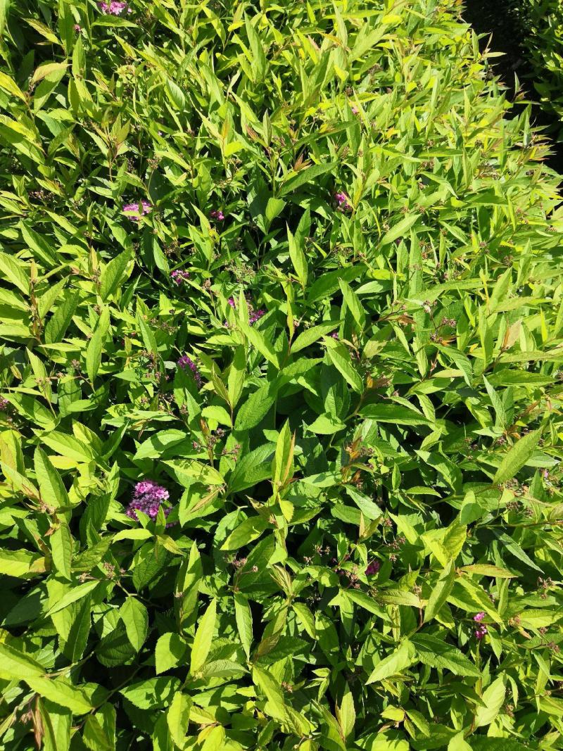 绣线菊种子优质林木种子又名珍珠梅种子马尿骚花种子景观花