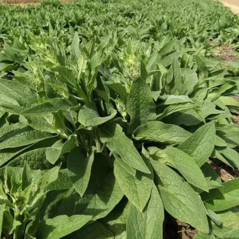 鲁梅克斯种子俄罗斯饲料菜多年生四季牧草种子鸡鸭鹅猪等