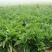鲁梅克斯种子俄罗斯饲料菜多年生四季牧草种子鸡鸭鹅猪等