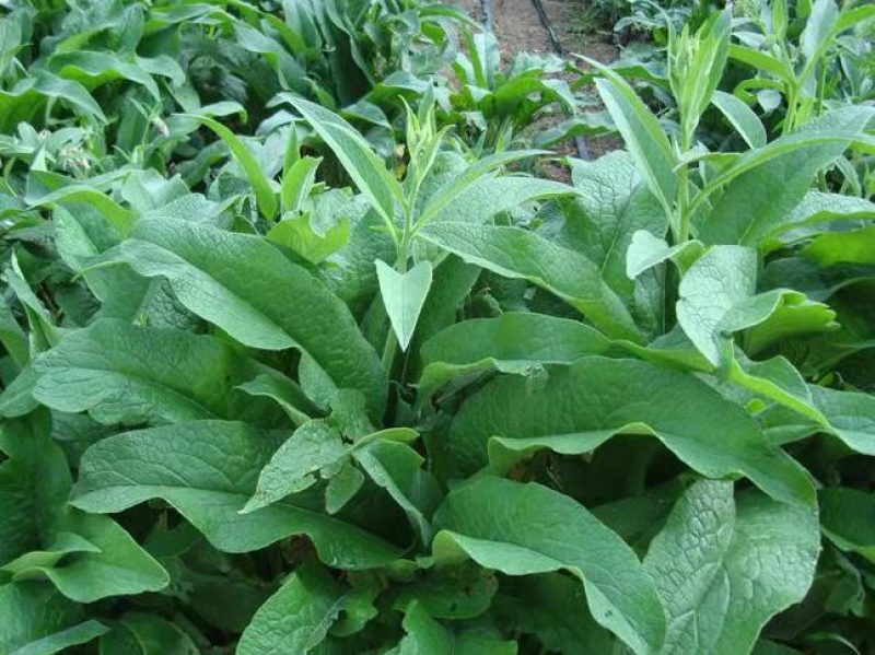 鲁梅克斯种子俄罗斯饲料菜多年生四季牧草种子鸡鸭鹅猪等
