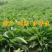 鲁梅克斯种子俄罗斯饲料菜多年生四季牧草种子鸡鸭鹅猪等