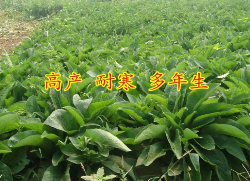 鲁梅克斯种子俄罗斯饲料菜多年生四季牧草种子鸡鸭鹅猪等