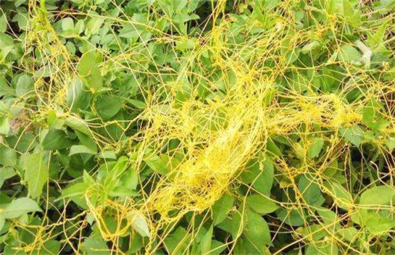 无根草种子菟丝子种子精挑细选优质种子豆寄生无根草