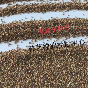无根草种子菟丝子种子精挑细选优质种子豆寄生无根草