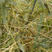 无根草种子菟丝子种子精挑细选优质种子豆寄生无根草