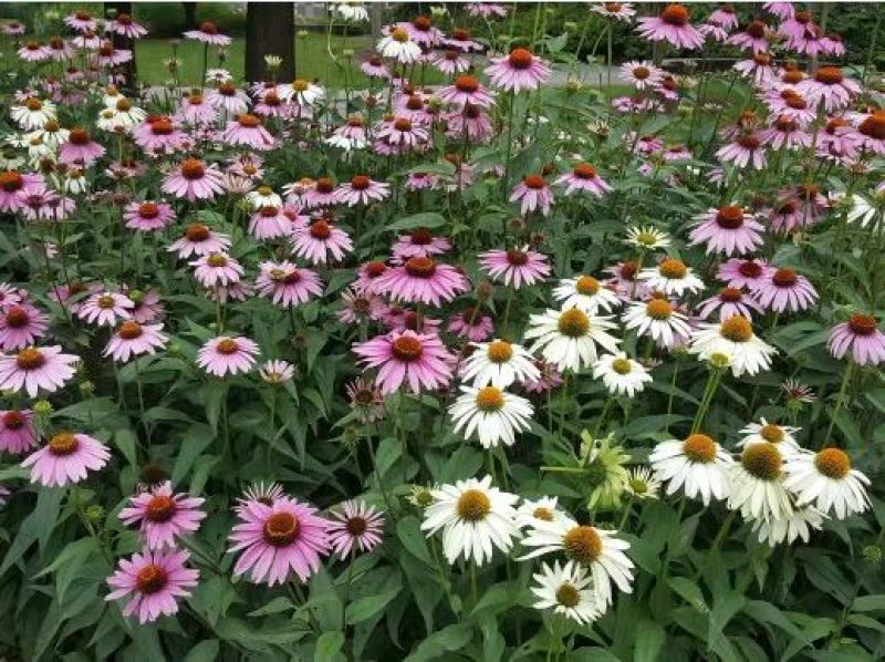 彩色松果菊种子宿根多年生耐寒耐热紫锥菊花卉种籽庭院阳台