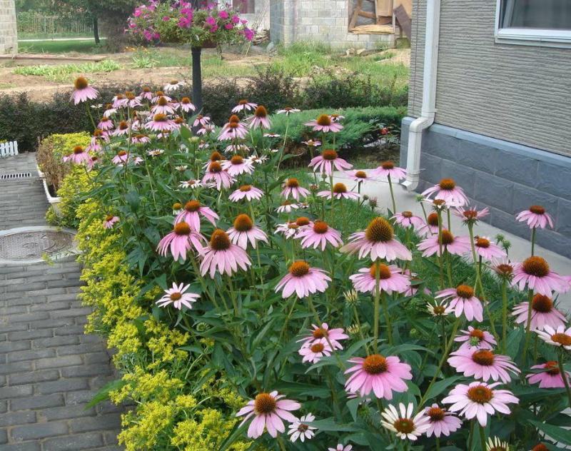 彩色松果菊种子宿根多年生耐寒耐热紫锥菊花卉种籽庭院阳台