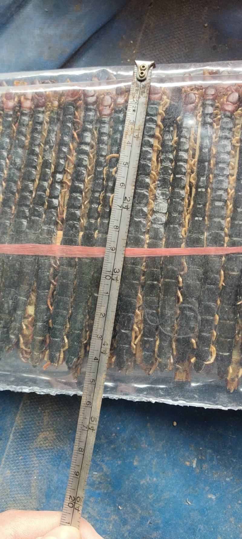 蜈蚣，净条无拼接，关书药材桟批发中药材，规格齐全