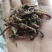 全蝎新货云南清水蝎可打粉关书药业批发中药材