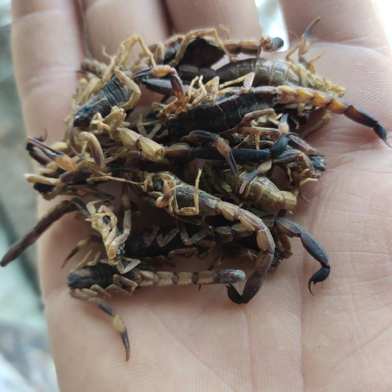 全蝎新货云南清水蝎可打粉关书药业批发中药材