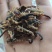 全蝎新货云南清水蝎可打粉关书药业批发中药材