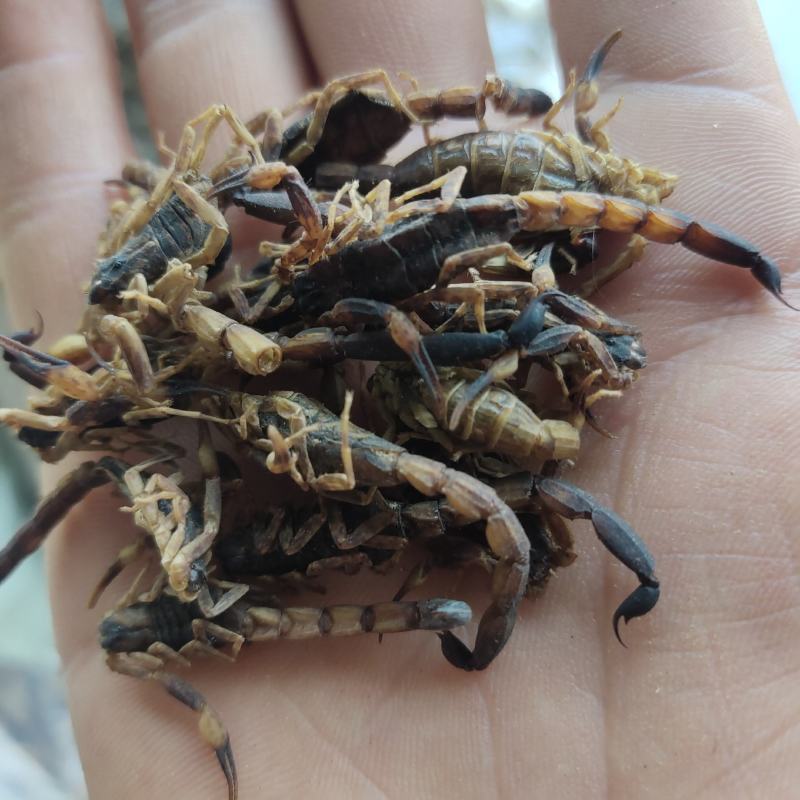 全蝎新货云南清水蝎可打粉关书药业批发中药材