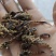 全蝎新货云南清水蝎可打粉关书药业批发中药材