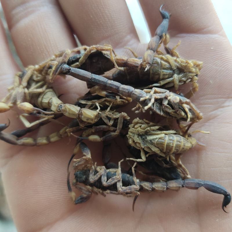 全蝎新货云南清水蝎可打粉关书药业批发中药材
