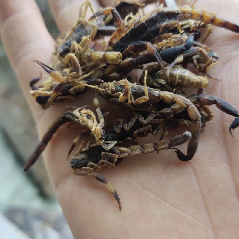 全蝎新货云南清水蝎可打粉关书药业批发中药材