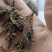 全蝎新货云南清水蝎可打粉关书药业批发中药材