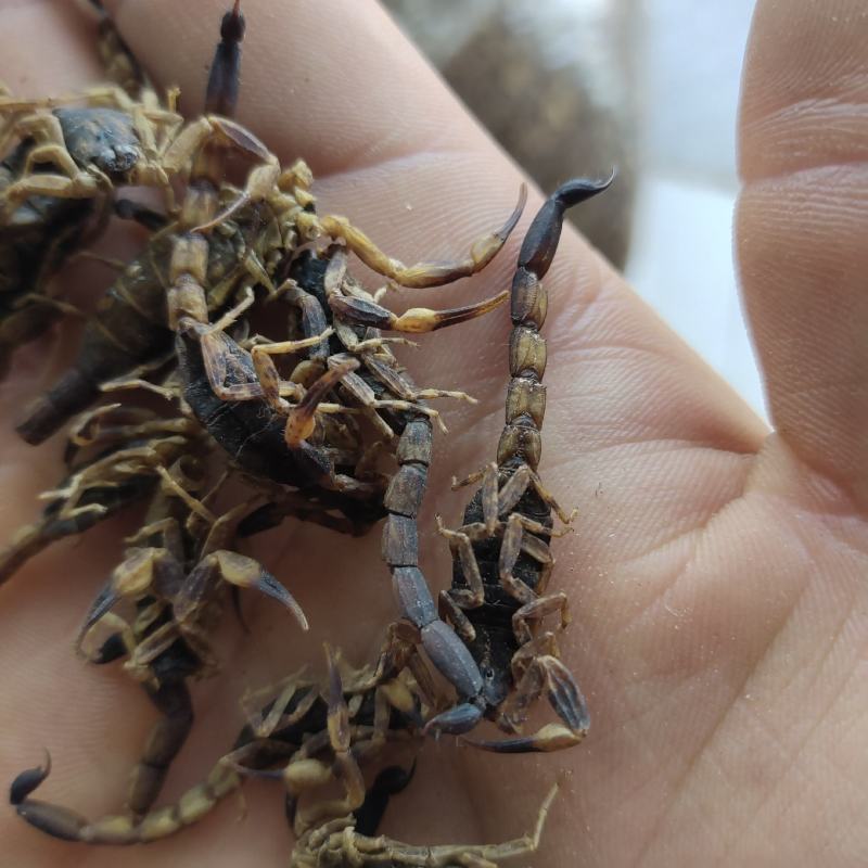 全蝎新货云南清水蝎可打粉关书药业批发中药材