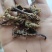 全蝎新货云南清水蝎可打粉关书药业批发中药材