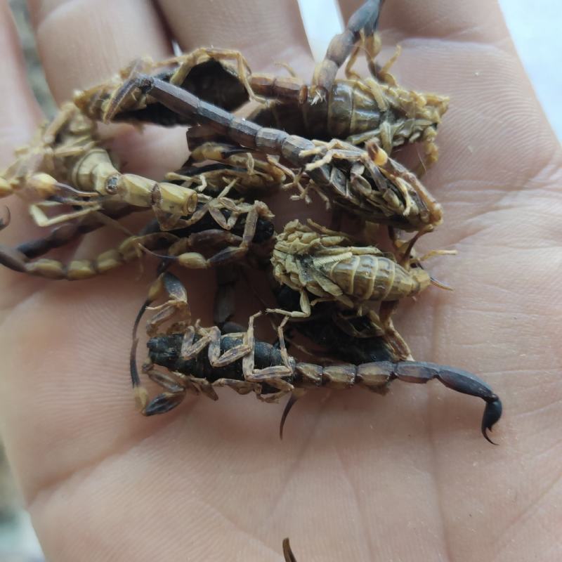 全蝎新货云南清水蝎可打粉关书药业批发中药材