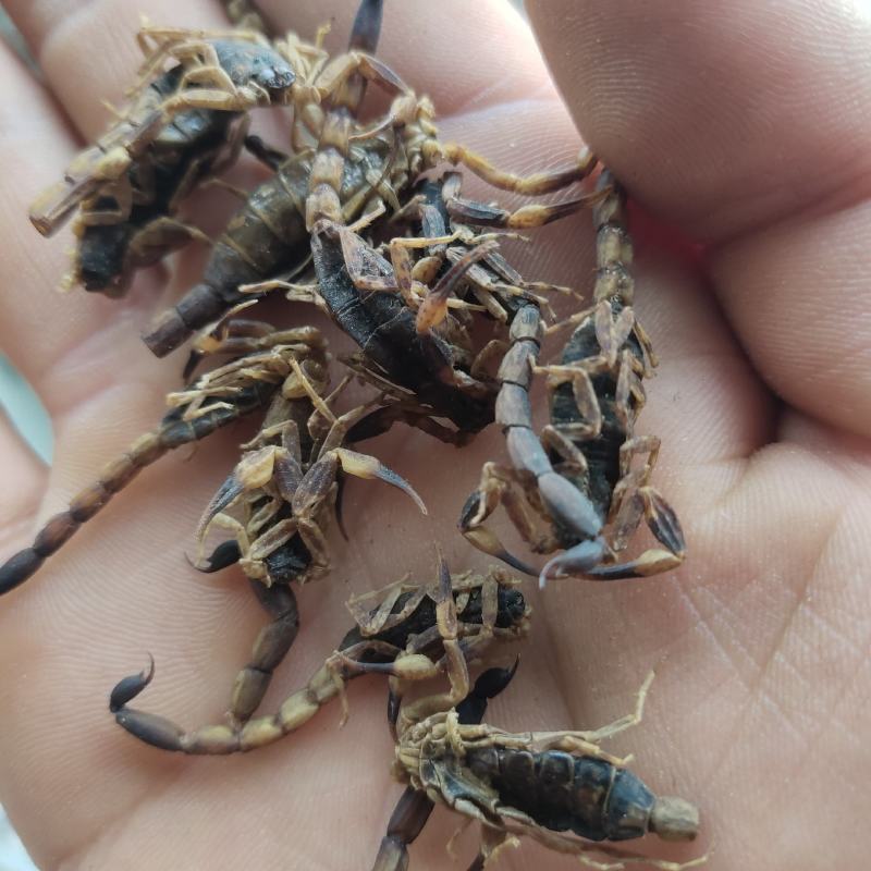 全蝎新货云南清水蝎可打粉关书药业批发中药材