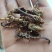 全蝎新货云南清水蝎可打粉关书药业批发中药材