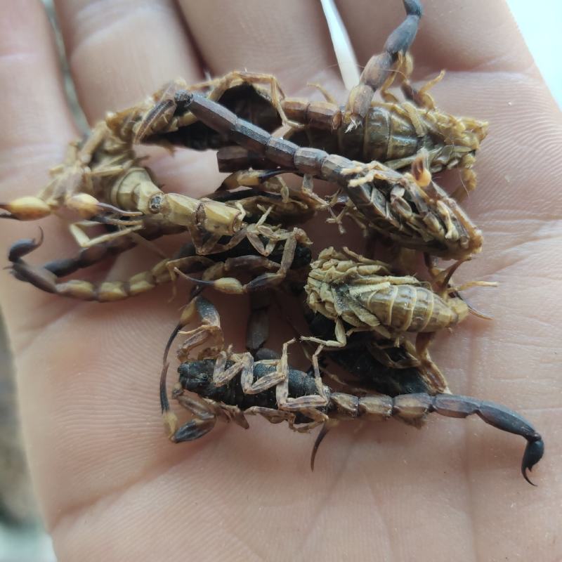全蝎新货云南清水蝎可打粉关书药业批发中药材