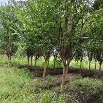 【紫薇】浙江萧山绿化苗基地货源/规格多样/量大从优