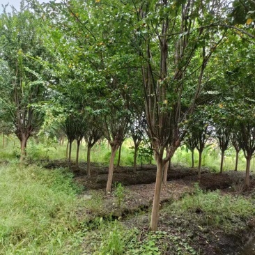 【紫薇】浙江萧山绿化苗基地货源/规格多样/量大从优