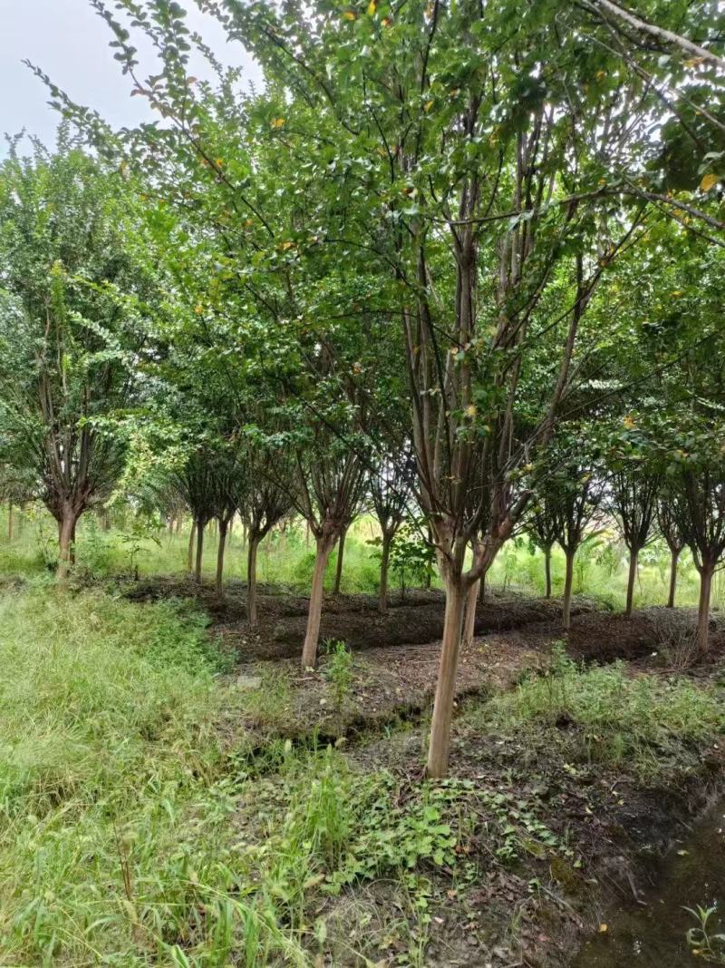 【紫薇】浙江萧山绿化苗基地货源/规格多样/量大从优