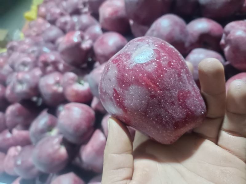 礼县花牛苹果产地批发，电商一件代发，外贸，国内市场货